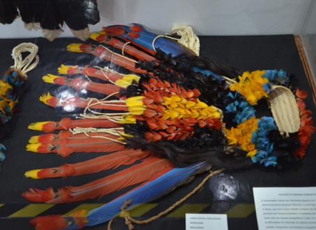 Braçadeiras emplumadas e grinalda com cobre nuca emplumada (Rikbaktsa)